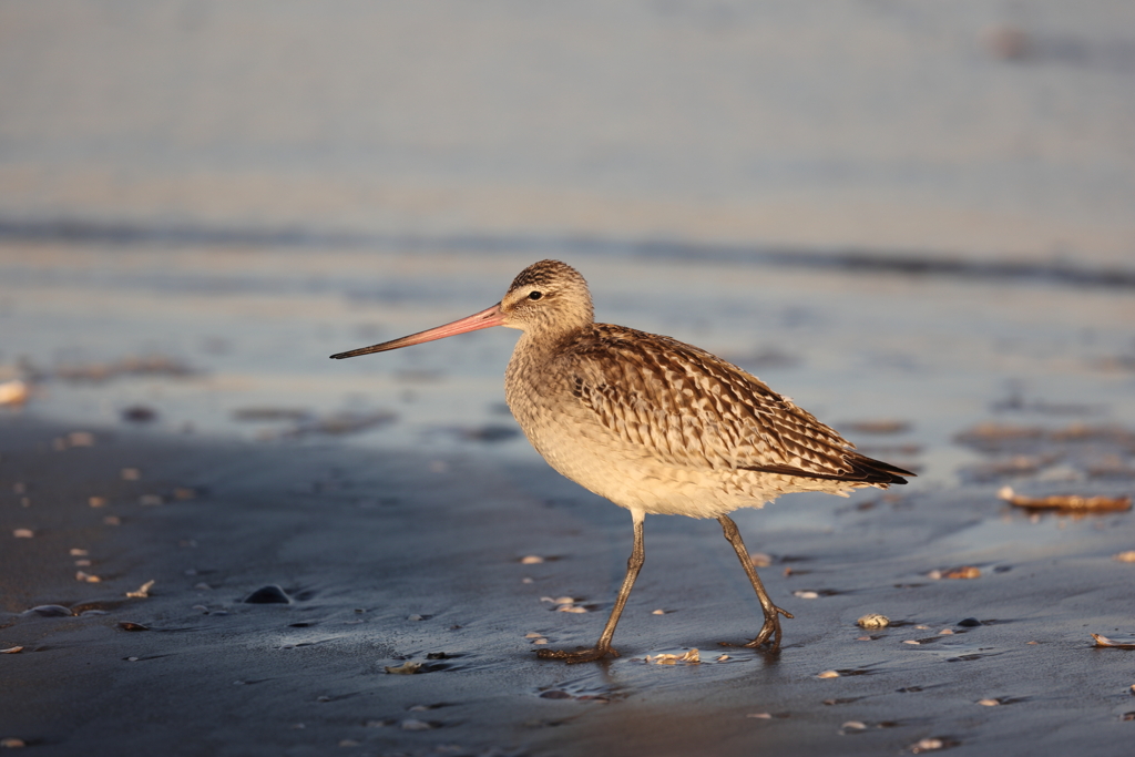 今年のソリ具合