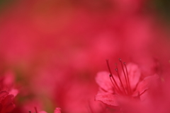 秘密の花園