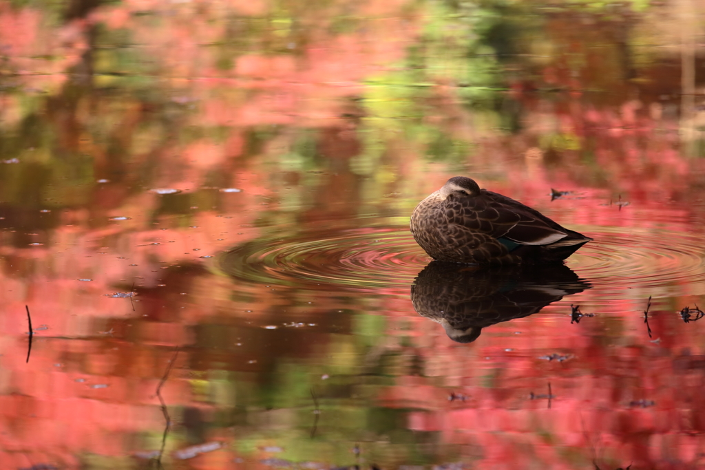 紅葉に浮かぶ