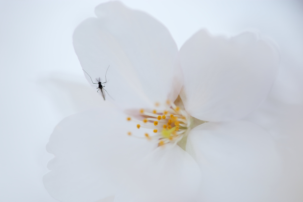 乙女に付いた悪い虫