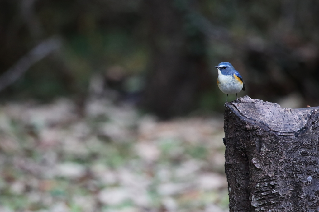 青い鳥の幸せ、その実体(1)