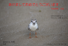 毎年鳥年！