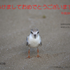 毎年鳥年！