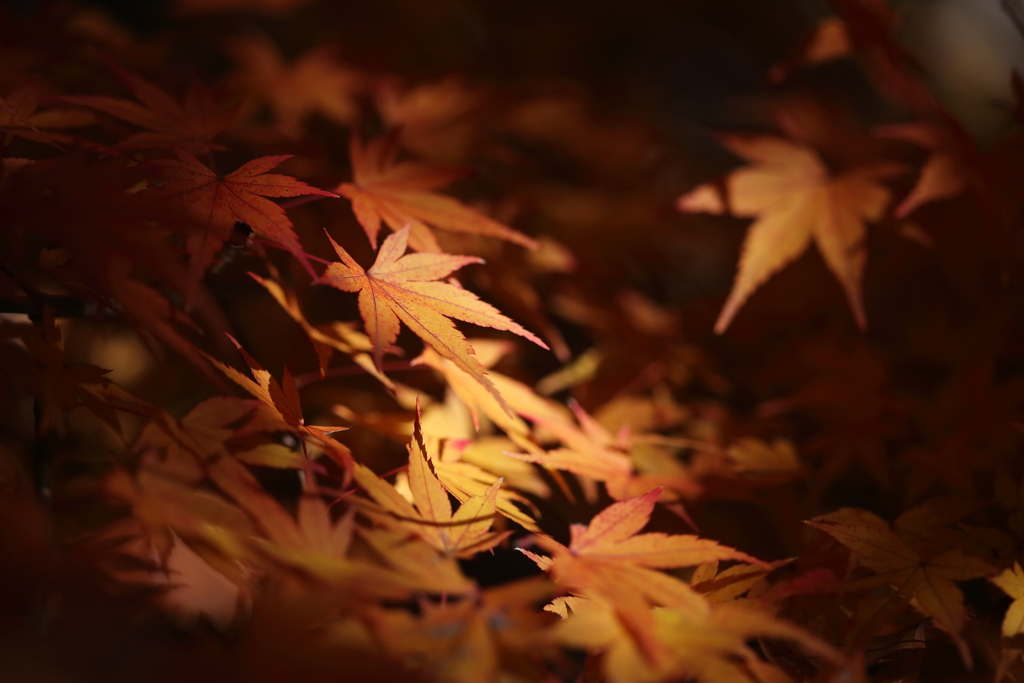 照らされる黄葉