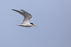 The little tern