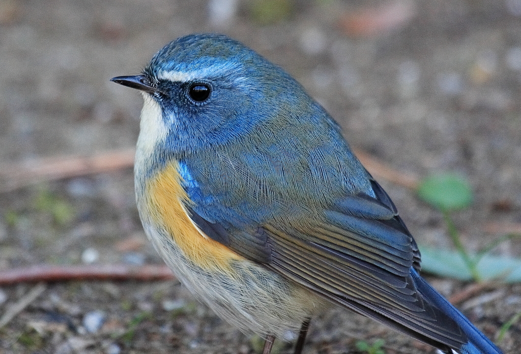 みんなの野鳥図鑑 2 By ラボ Id 写真共有サイト Photohito