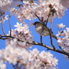 桜風車