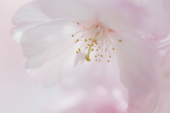 乙女桜