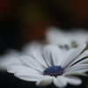 花遊び