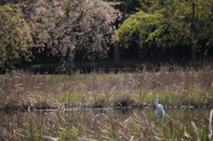 遅い花見