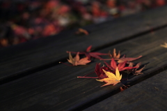 ベンチの上の紅葉