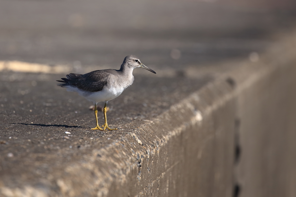 ここでは珍鳥さん