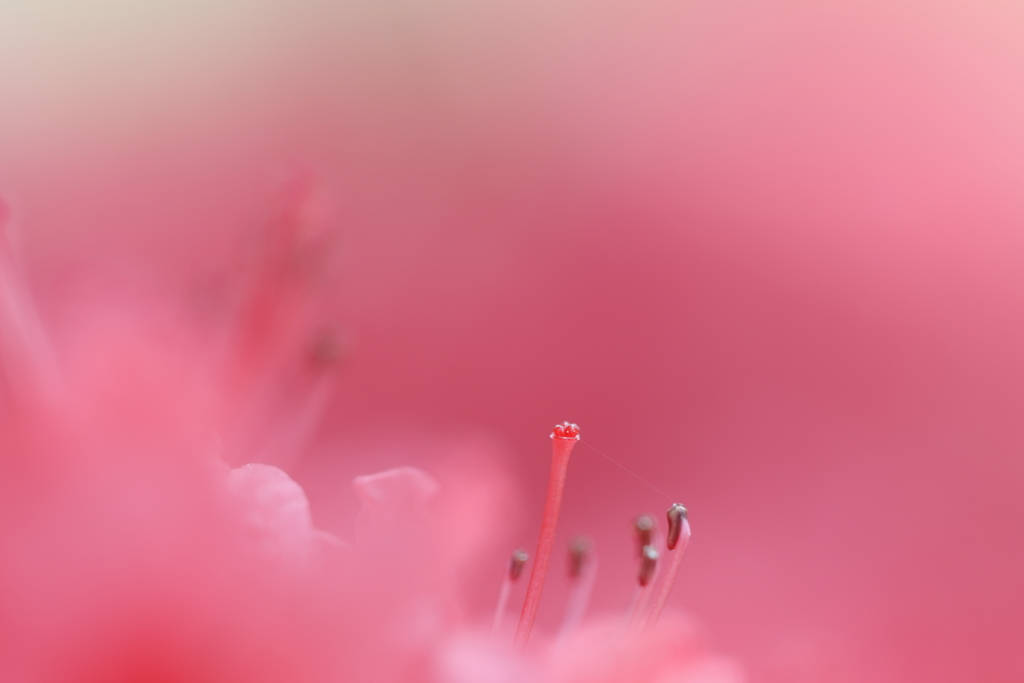 これもツツジ