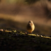 木漏れ日ジョビ子さん