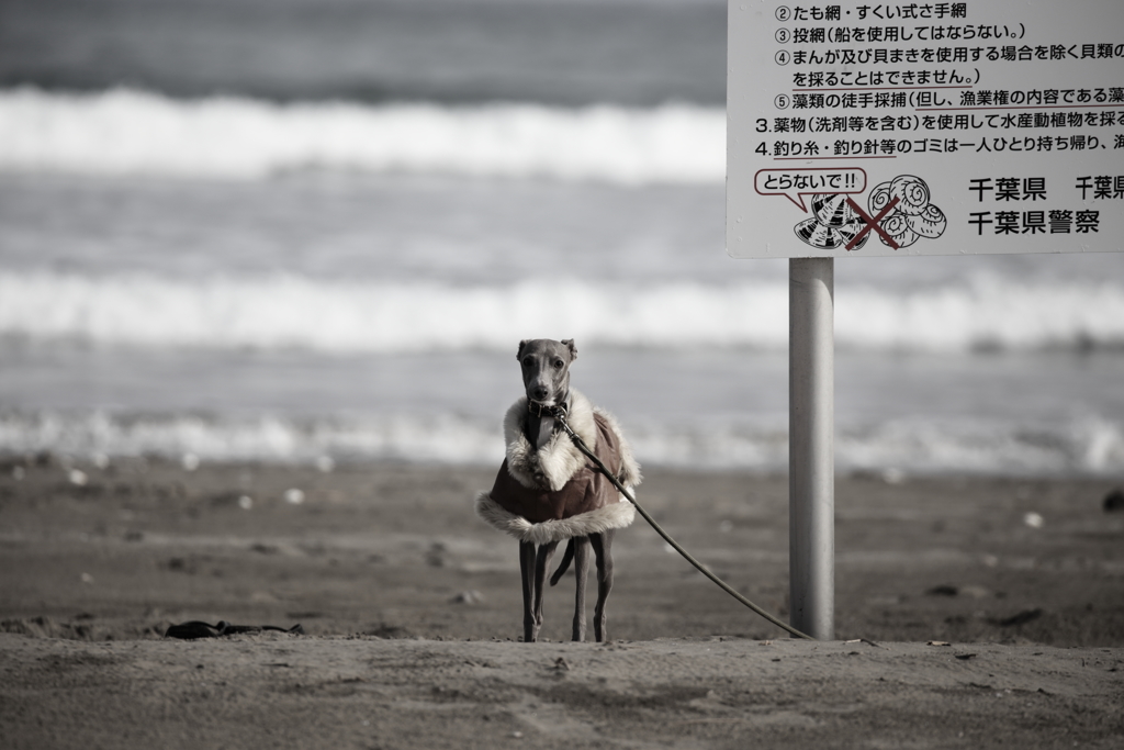 漁協の番犬