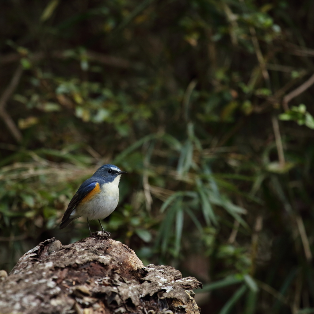 青い鳥の幸せ、その実体(3)