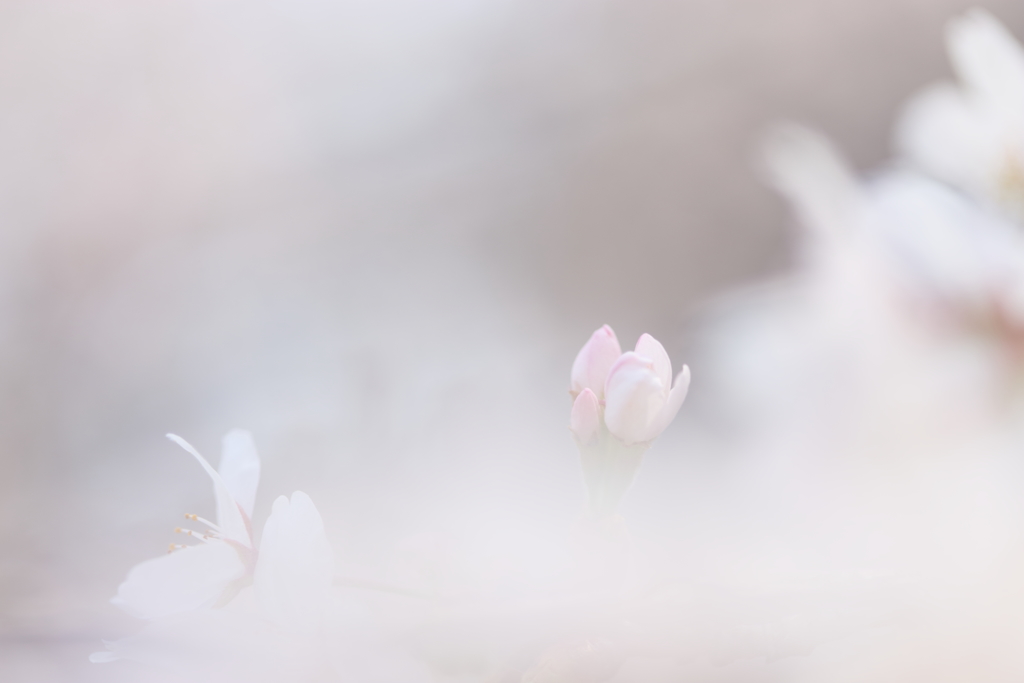 おぼろ桜