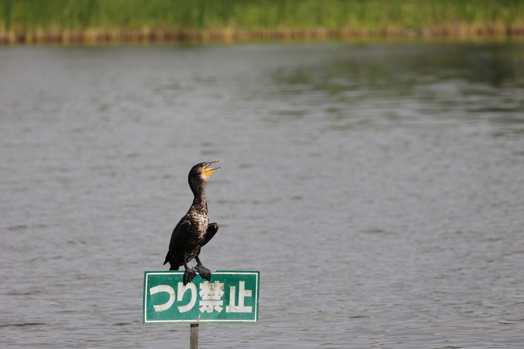 取り締まり中