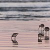 夕暮れの浜を漁る