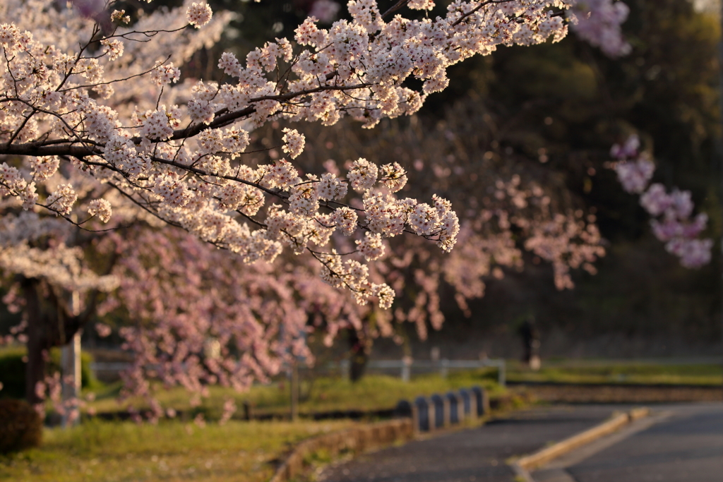 夕暮れ桜