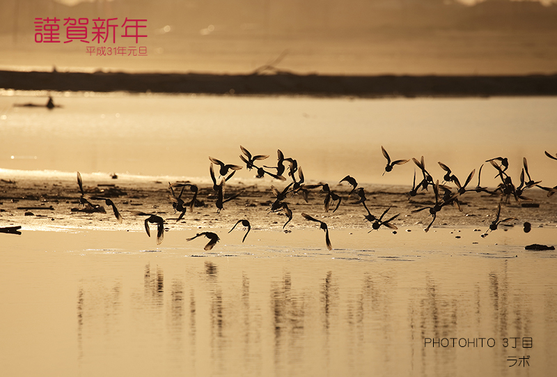 鳥年は続くよいつまでも