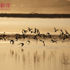 鳥年は続くよいつまでも