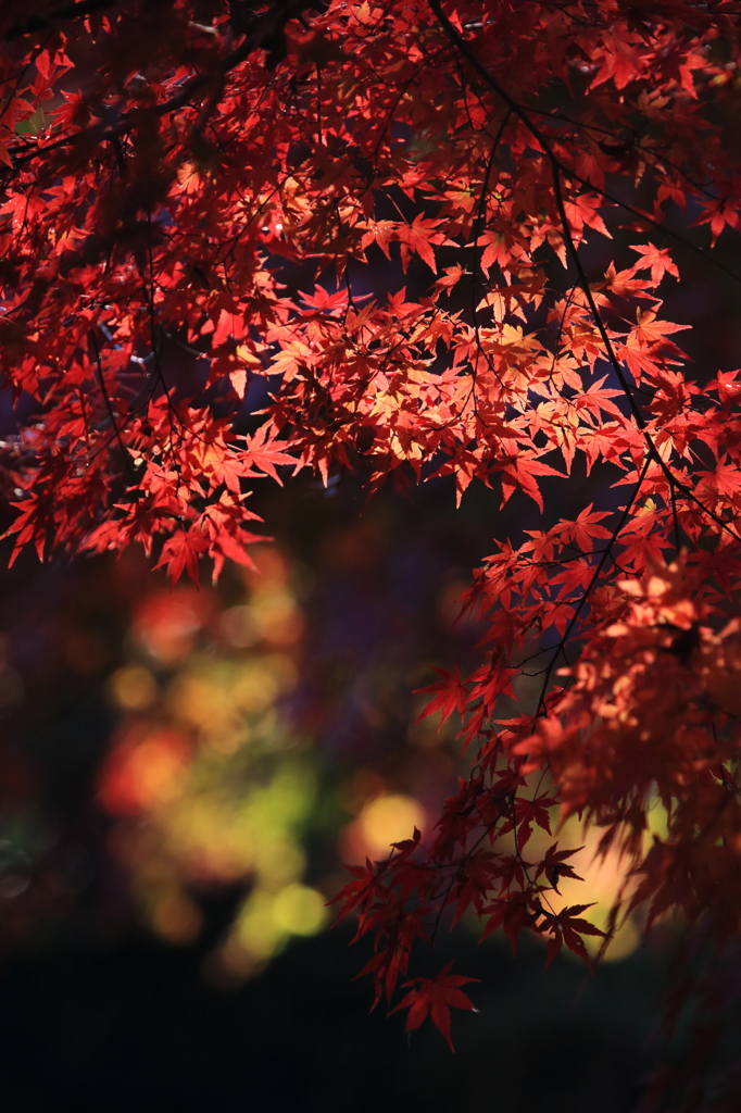 木漏れ日に浮かぶ紅葉