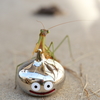 カマキリのこうげき！