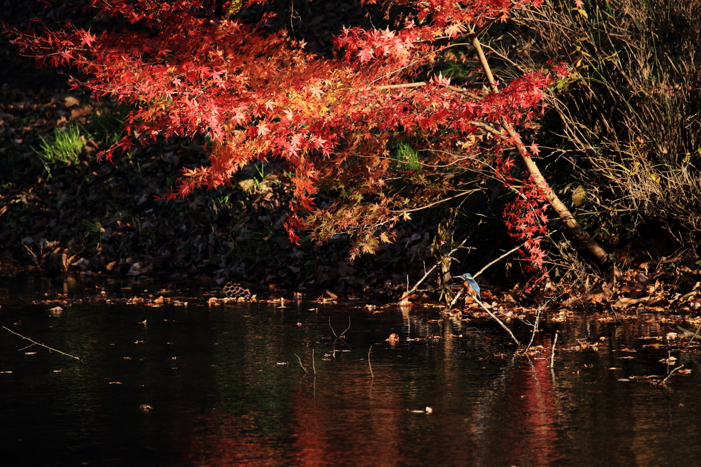 紅葉と翡翠
