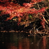 紅葉と翡翠