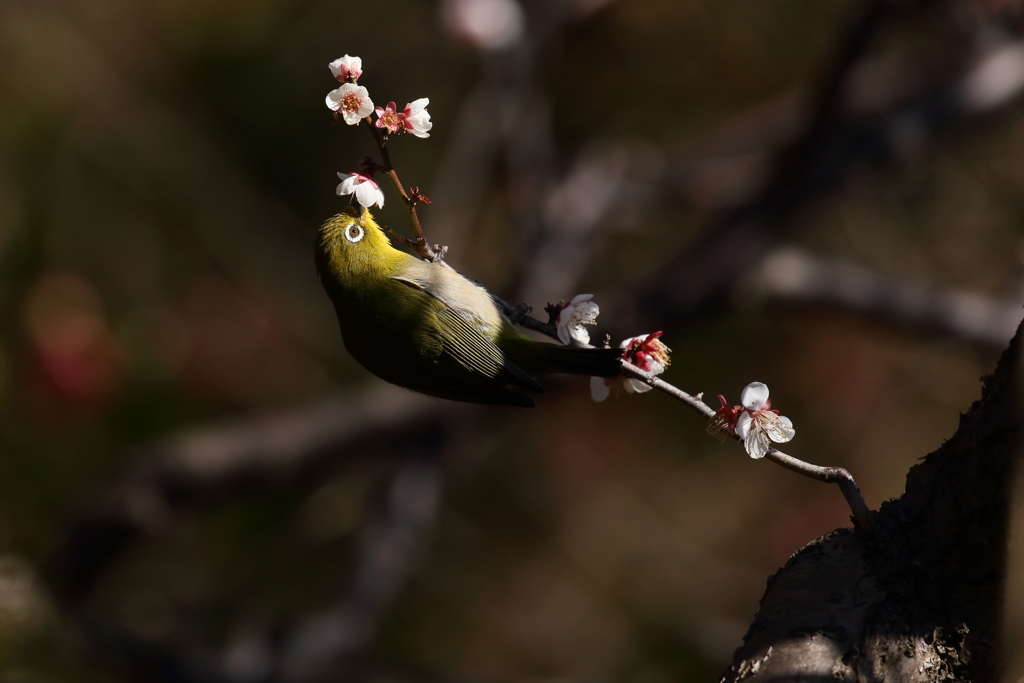 春の日差しに