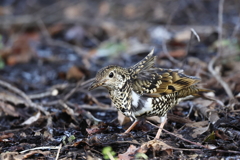 新種発見　エリマキトラツグミ
