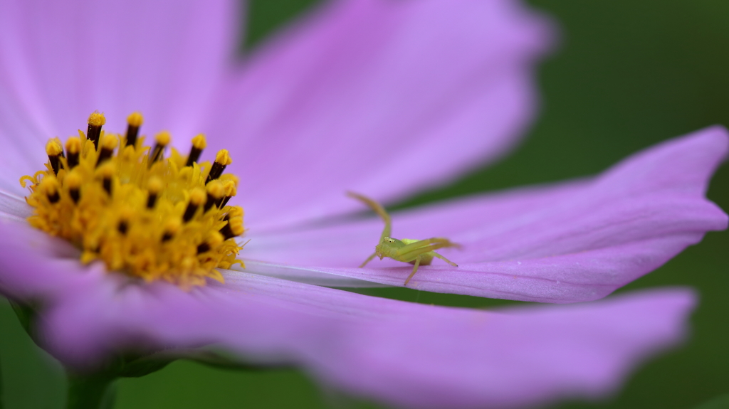 花を撮ったら違うものが写った件‐３