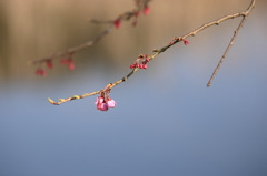水辺の蕾