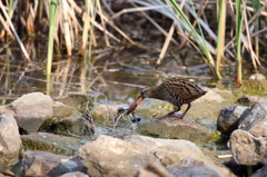 ザリガニ喰いな