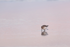 ピンクの浜