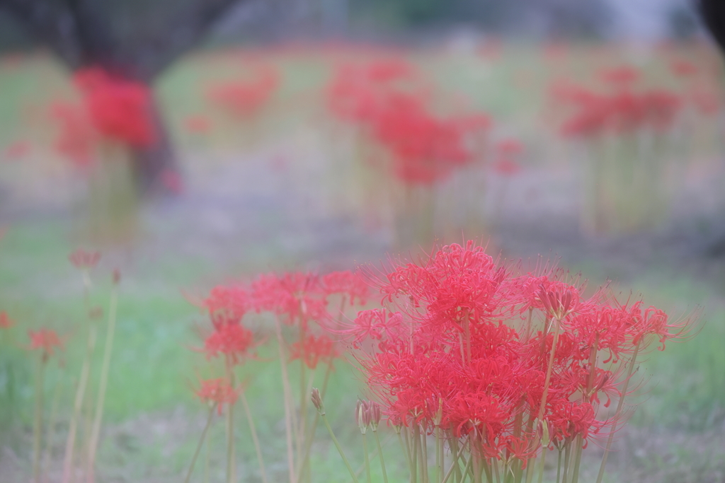 頭の中がお花畑