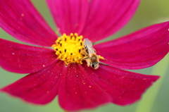 花を撮ったら違うものが写った件‐２