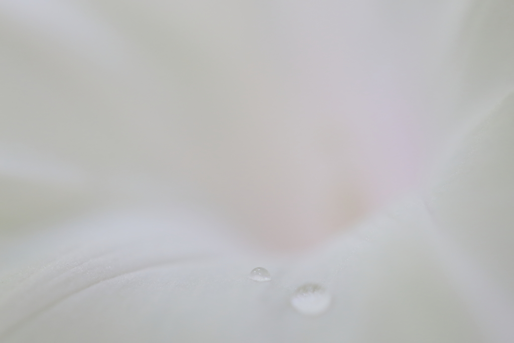 朝顔の涙