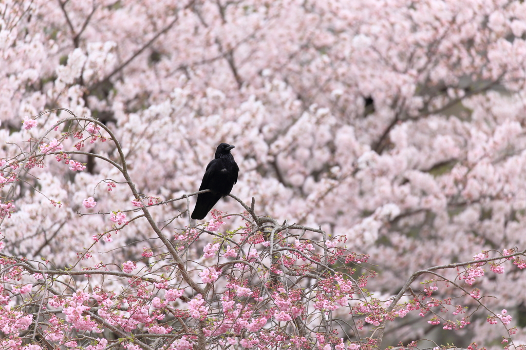 黒い花見客