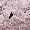 黒い花見客