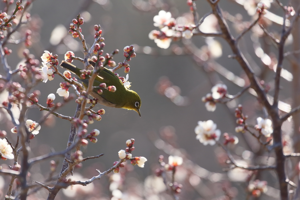 蕾、ところにより花