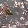 蕾、ところにより花