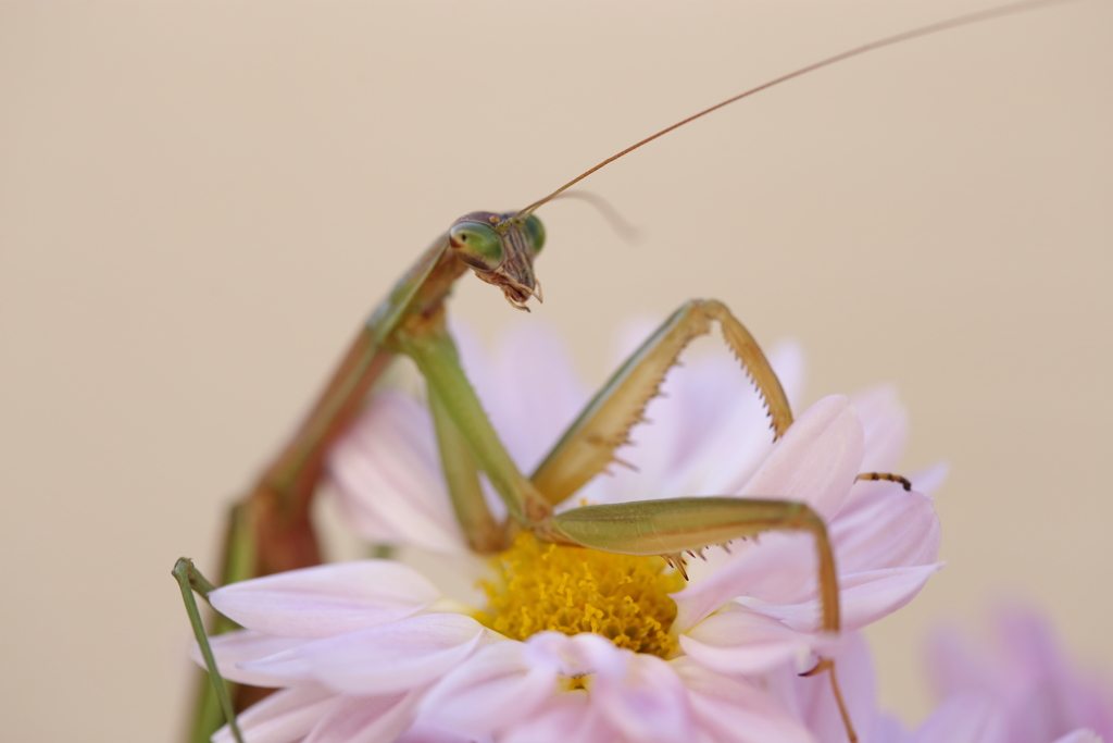 ハナカマキリ