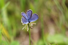 青い花のシロツメクサ