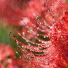 彼岸花写真集