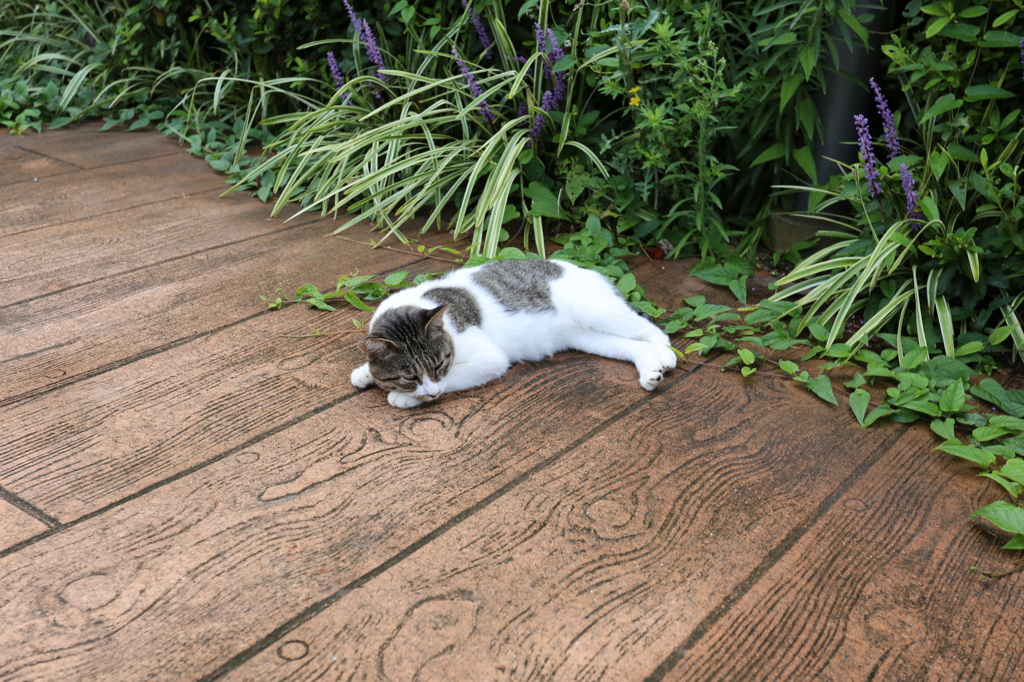 休みなのに・・・