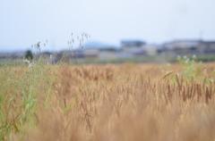 夏迫る、田舎いろどる、稲穂だな。
