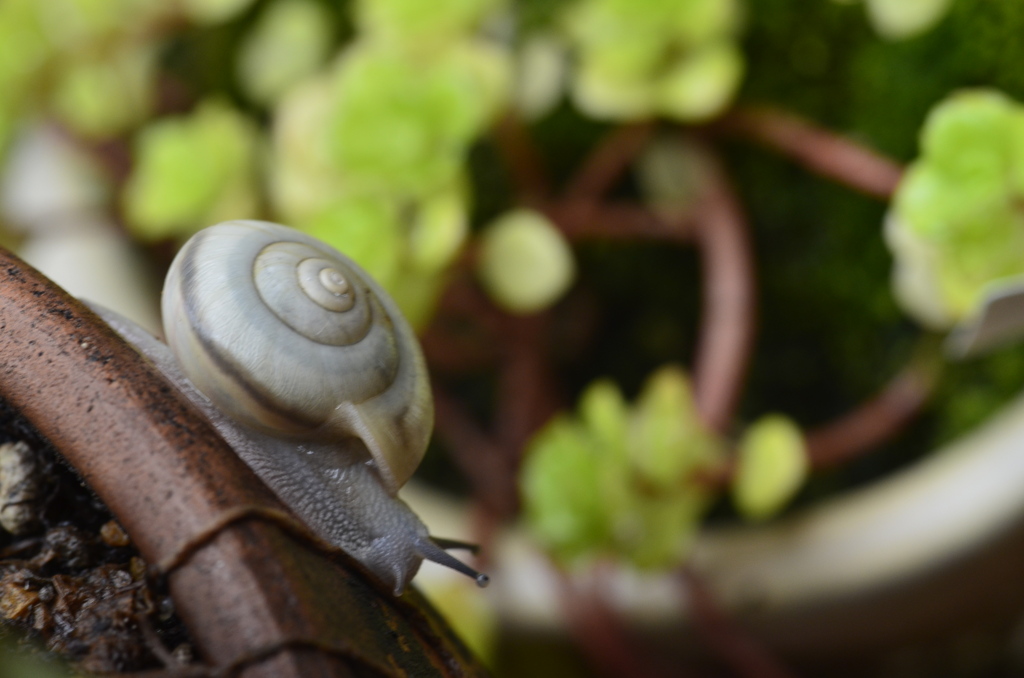 カタツムリ、居る。
