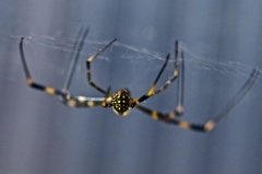 蜘蛛
